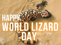 August 14 World Lizard Day #WorldLizardDay