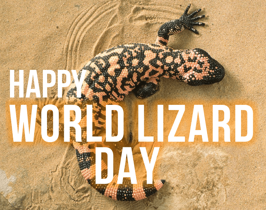 August 14 World Lizard Day WorldLizardDay Branding Beyond Blogging